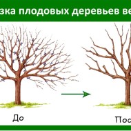 Выращиваем проверенный временем урожайный сорт яблони Слава победителям