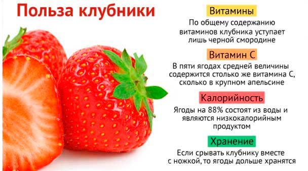 Защита клубничной грядки от птиц