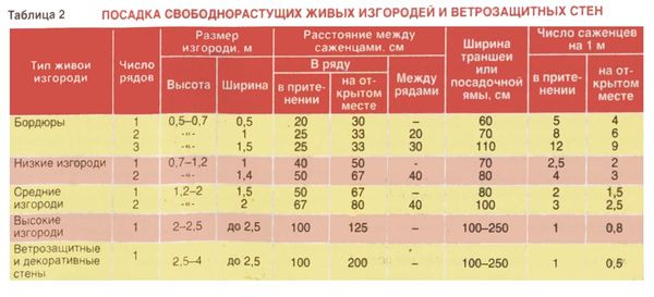 Живая изгородь: вечнозеленый, быстрорастущий забор