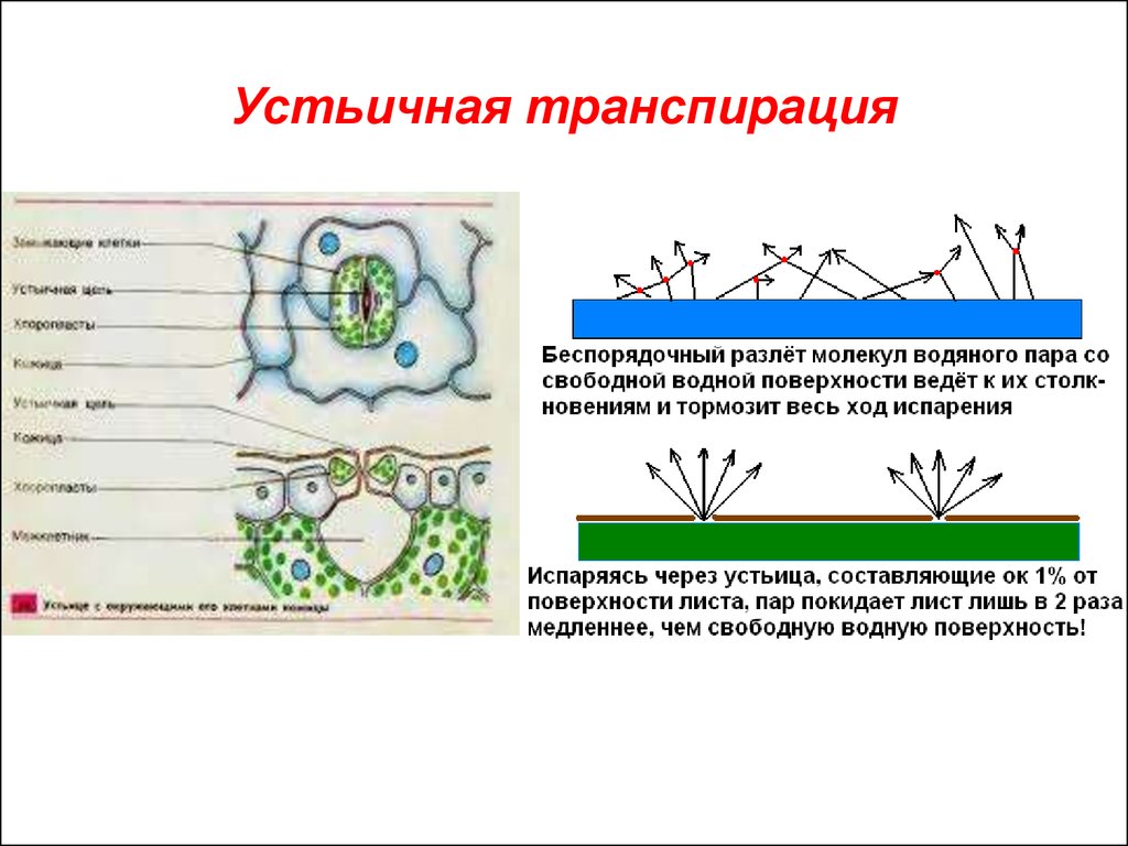 Что такое транспирация: виды (устичья и кутикулярная), продуктивность, интенсивность и коэффициент + описание процесса