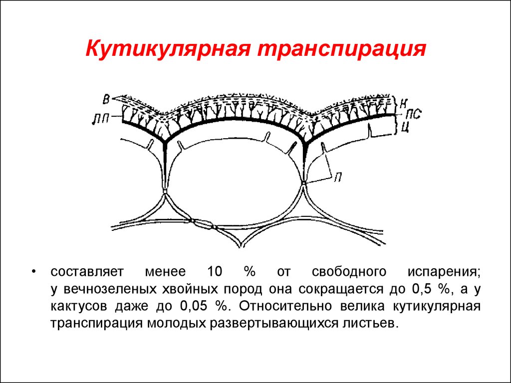 Что такое транспирация: виды (устичья и кутикулярная), продуктивность, интенсивность и коэффициент + описание процесса