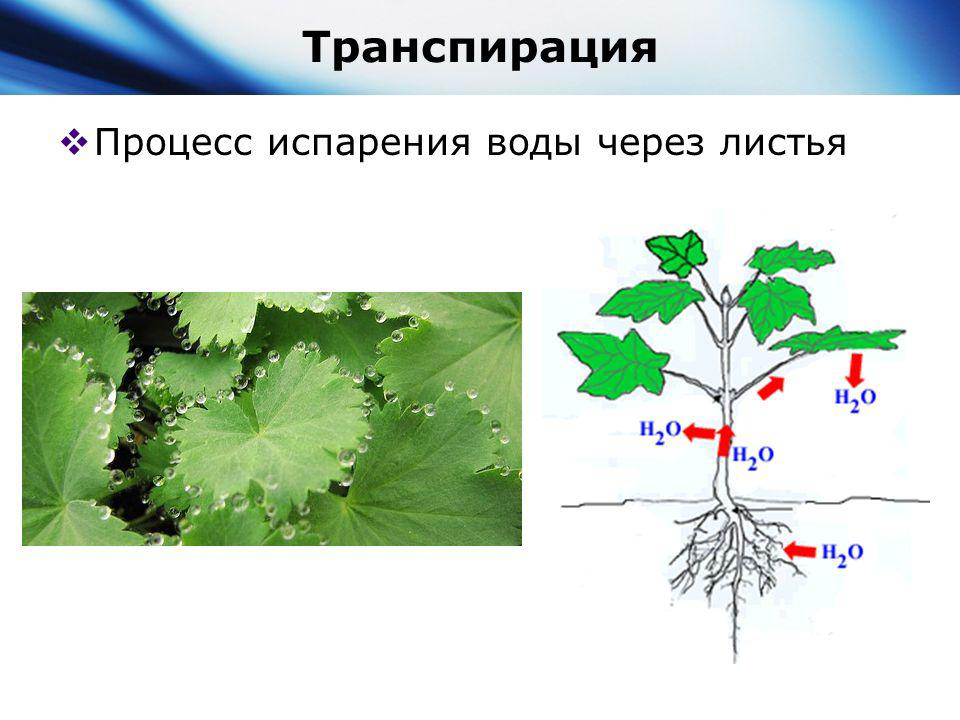 Что такое транспирация: виды (устичья и кутикулярная), продуктивность, интенсивность и коэффициент + описание процесса