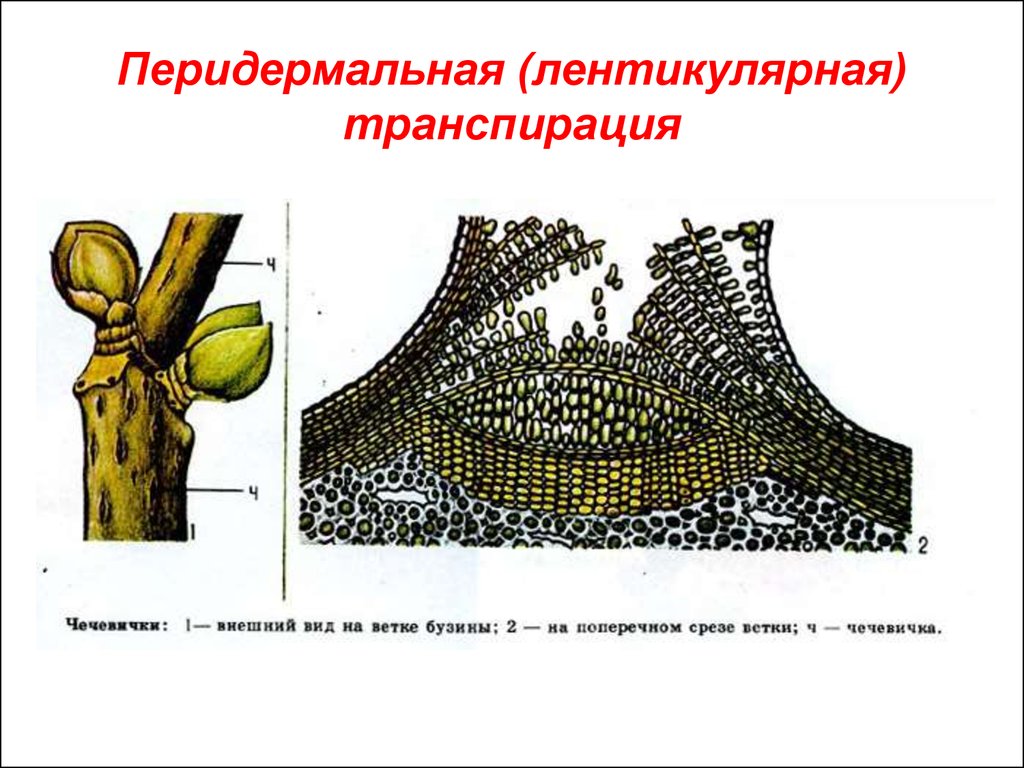 Что такое транспирация: виды (устичья и кутикулярная), продуктивность, интенсивность и коэффициент + описание процесса