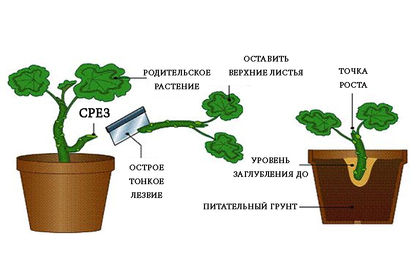 Цветок филодендрон: описание, разновидности и фото комнатного растения + условия выращивания, размножение и уход