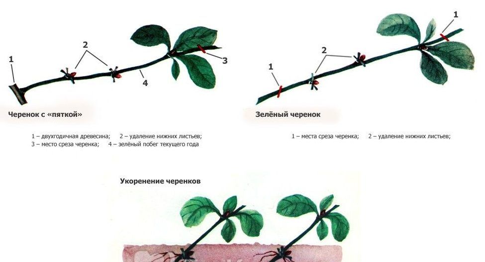 Цветок кампсис: описание, виды и сорта с фото, применение в ландшафтном дизайне + правила посадки, размножения и ухода