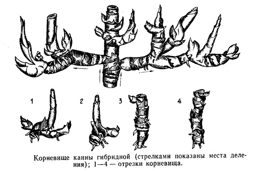 Цветы канны: описание и применение цветка в ландшафте, виды и сорта с фото + правила посадки и ухода в открытом грунте