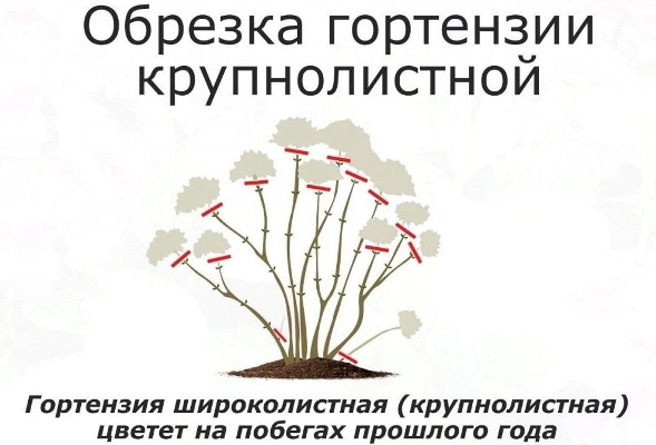 Гортензия крупнолистная: описание, лучшие сорта с фото, посадка и уход в открытом грунте, применение в ландшафте