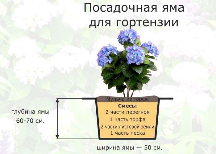 Гортензия крупнолистная: описание, лучшие сорта с фото, посадка и уход в открытом грунте, применение в ландшафте