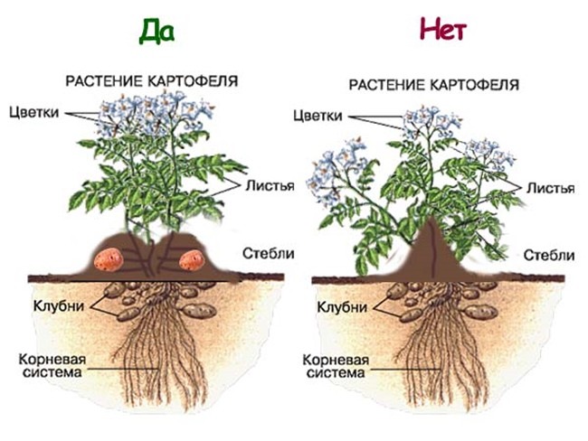 Картофель – как правильно и когда сажать в 2024 году?