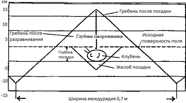 Картофель – как правильно и когда сажать в 2024 году?