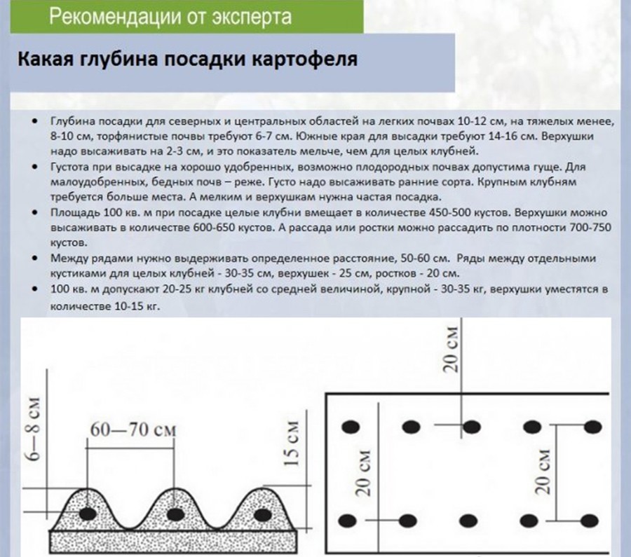 Картофель – как правильно и когда сажать в 2024 году?