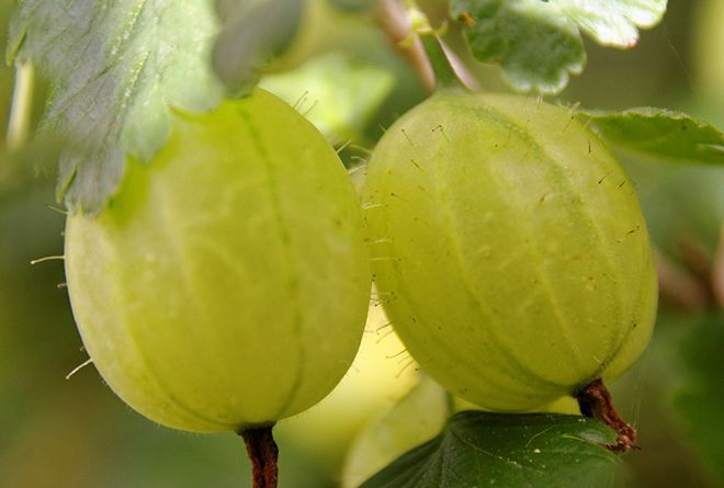 Крыжовник золотистый: описание сорта, фото, отзывы, посадка и уход