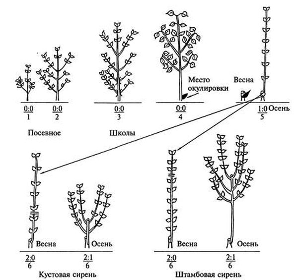Обрезка сирени весной после цветения или осенью: формирование кустов + фото схемы работ на сезон 2019-2020