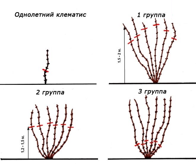 Подготовка клематисов к зиме, обрезка, особенности и правила укрытия растений в Подмосковье, средней полосе и на Урале