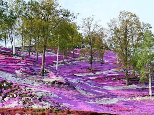 Посадка и уход за флоксом шиловидным, трудности выращивания + описания и фото сортов, применение в ландшафтном дизайне