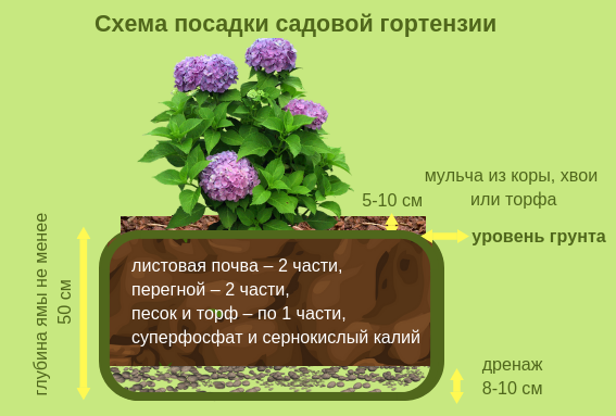 Посадка и уход за гортензией в Сибири, зимовка и возможные проблемы выращивания + лучшие зимостойкие сорта с фото