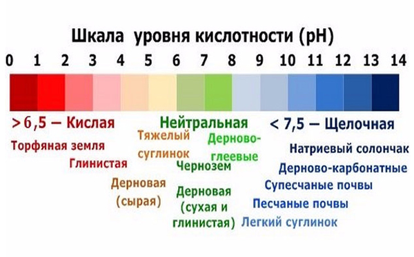 Посадка луковичных цветов осенью: пошаговая инструкция