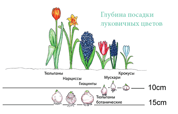 Посадка луковичных цветов осенью: пошаговая инструкция