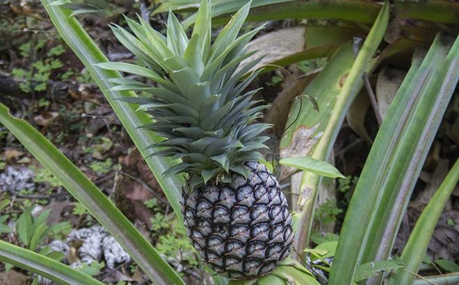 Сколько калорий в ананасе: свежем и сушенном, сжигает ли калории экзотический фрукт