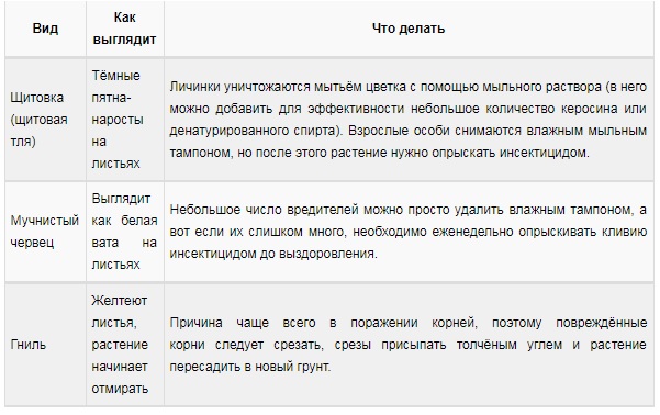 Уход за кливией в домашних условиях: среда произрастания, правила размножения и пересадки + проблемы выращивания