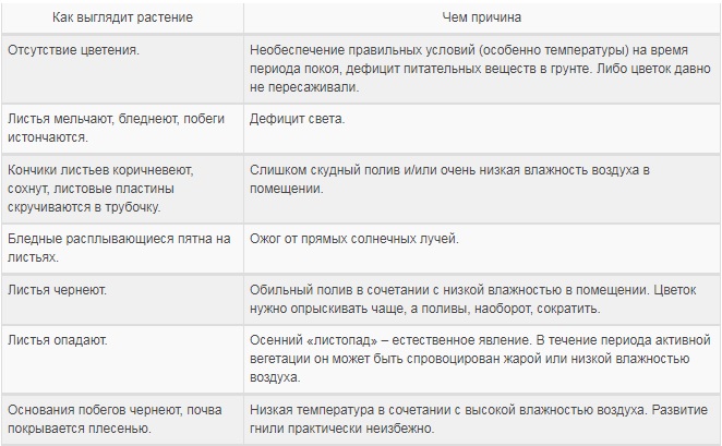 Уход за лантаной в домашних условиях, размножение, проблемы выращивания + описание цветка, основные виды и сорта с фото