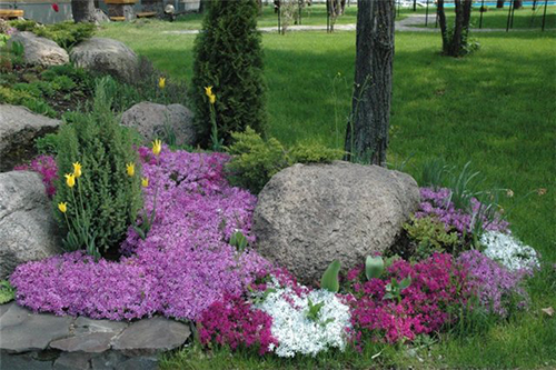 Выращивание и уход за ясколкой в открытом грунте, применение в ландшафтном дизайне + виды и сорта с описаниями и фото