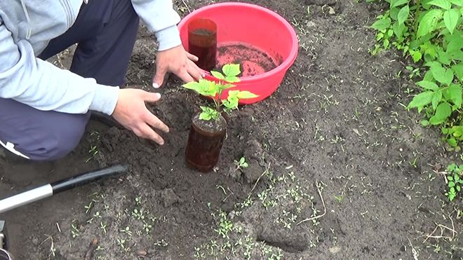 Желтая малина: полезные свойства и противопоказания, посадка, выращивание и уход