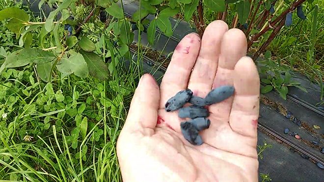 Жимолость Ленинградский великан: описание сорта, фото, отзывы садоводов, опылители, посадка и уход