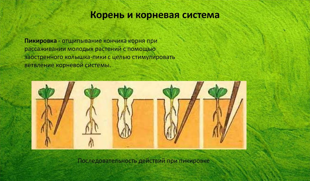 Что такое пикировка растений и зачем ее проводят + техники пикирования, подготовка инструментов и пошаговая инструкция