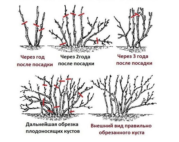 Обрезка красной смородины: схемы и видео