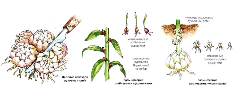 Посадка и уход за цветами рябчиками + описание и применение растения в ландшафтном дизайне, лучшие виды и сорта с фото