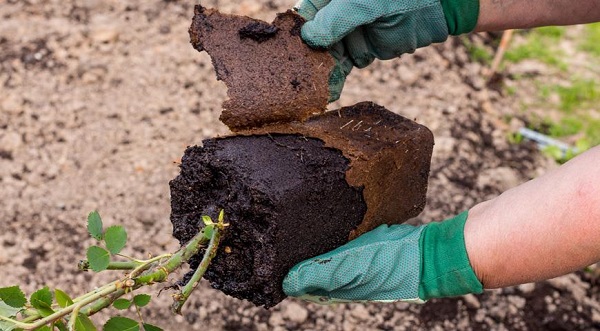 Сорт роз Версилия: фото и описание