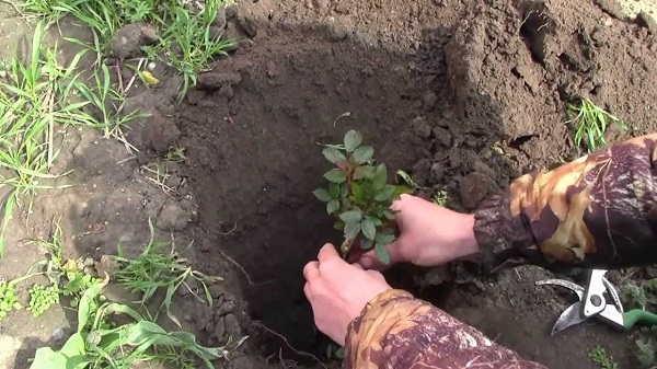 Сорт роз Версилия: фото и описание