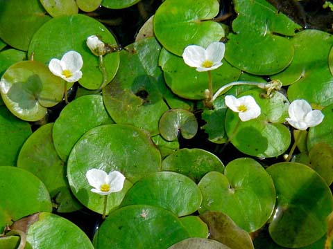 Водокрас: посадка и уход, фото