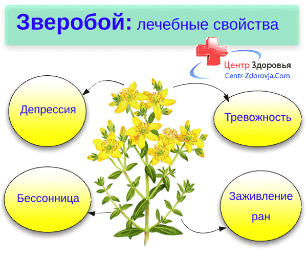 Зверобой: описание, выращивание и уход