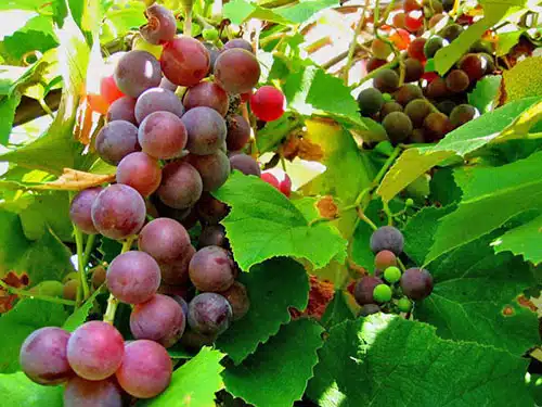 Болезни и вредители винограда: профилактика, способы лечения