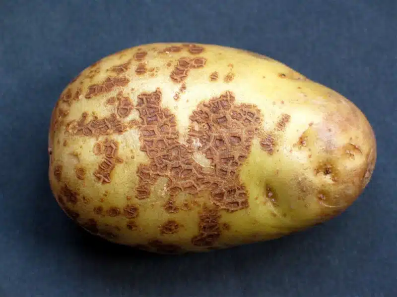 Что такое парша картофеля, как бороться с болезнью растения