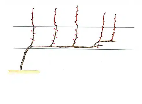 Формирование куста винограда: как правильно формировать виноградную лозу