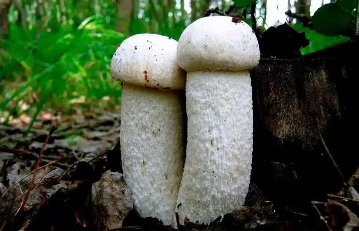 Где растет подосиновик, как выглядит гриб