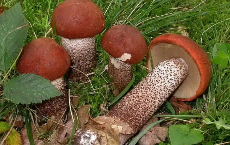 Где растет подосиновик, как выглядит гриб