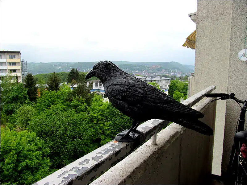 Как избавиться от голубей на балконе или подоконнике: лучшие способы отпугнуть птиц