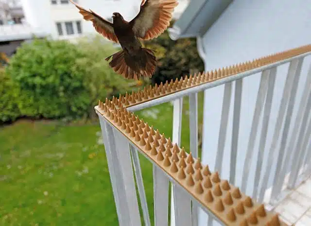 Как избавиться от голубей на балконе или подоконнике: лучшие способы отпугнуть птиц