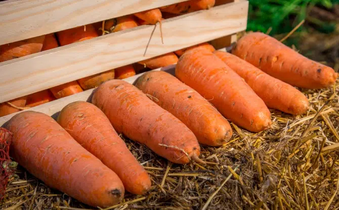 Как избавиться от морковной мухи на грядках: лучшие народные средства