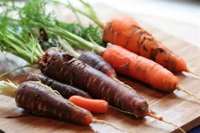 Как избавиться от морковной мухи на грядках: лучшие народные средства