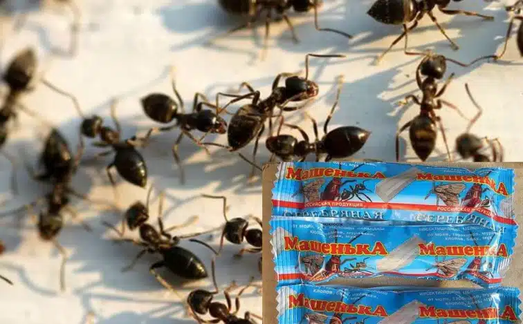 Как избавиться от муравьев на дачном участке: лучшие средства для огорода