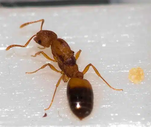 Как избавиться от муравьев на дачном участке: лучшие средства для огорода