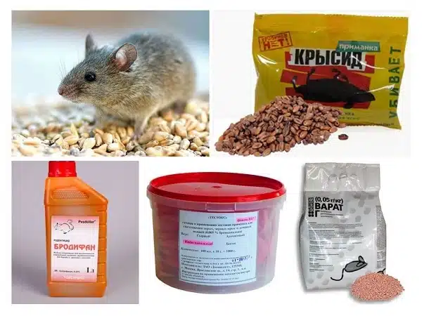 Как избавиться от мышей: эффективные средства для борьбы с грызунами