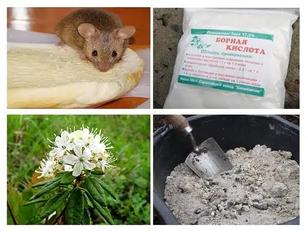 Как избавиться от мышей: эффективные средства для борьбы с грызунами