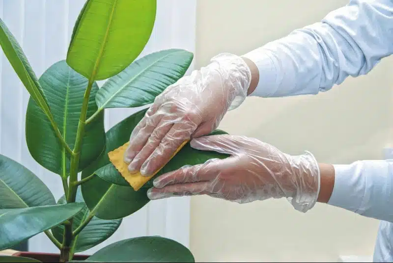 Как избавиться от щитовки на комнатных растениях