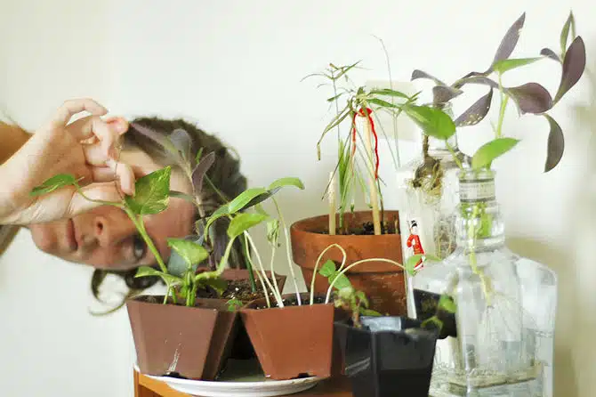 Как избавиться от щитовки на комнатных растениях